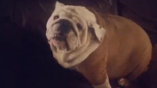 Gerald the Bulldog dancing!