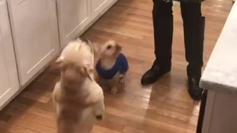 French bulldog blue sweater jumps up at dog bowl