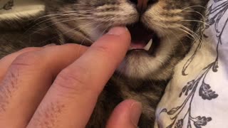 Sleepy Cat Receives Tooth Massage