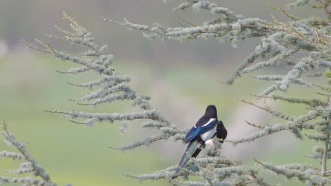 Birds playing