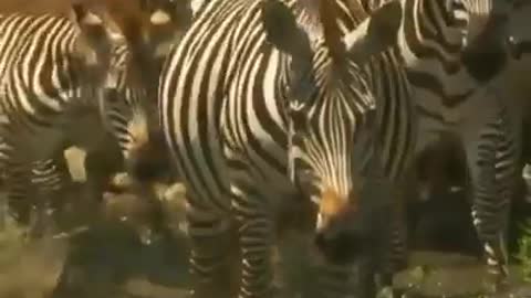 Strong crocodile attack on zebra