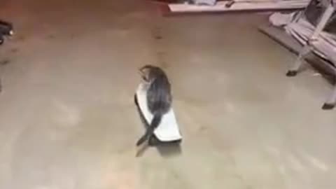 Cat Rides Skateboard!