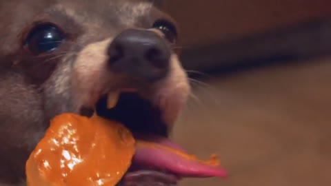 Dog eats peanut butter!