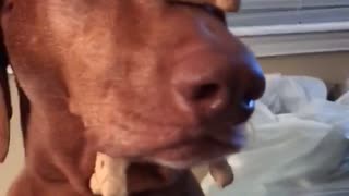 Brown dog balances treats on his nose and head