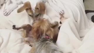 White and brown dogs play with each other on white blanket