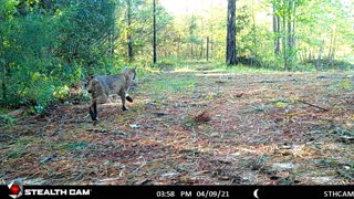 Bobcat V. Dog