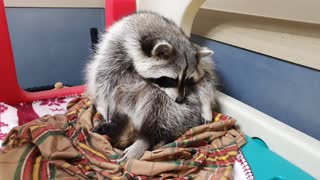 Raccoon crouchs uncomfortably and sleeps like a crouch.