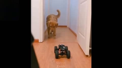 Cute And Funny Dog Gets Scared By NEW Toy