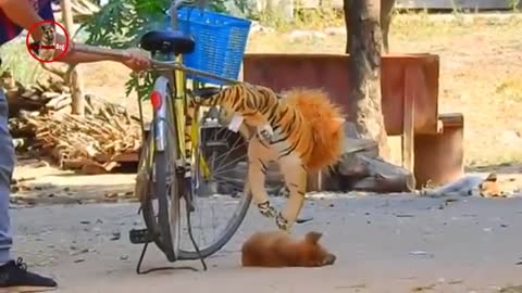 Troll Prank Dog, Fake Snake vs Monkeys and Big Fake Lion Dog Prank. Must Watch