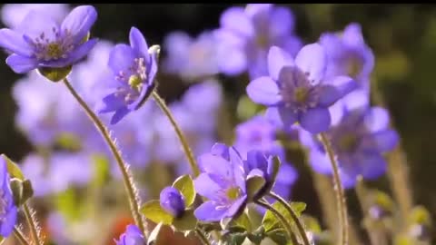 Nature beauty flower blooms