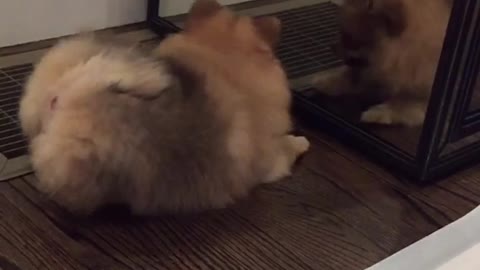 He learns the hard way how mirrors work