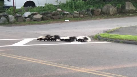 Skunk Family Cross Road Safely