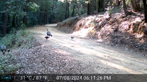 Turkey Parents Taking the Kids for a Walk