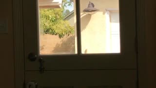 Dog jumping up back door