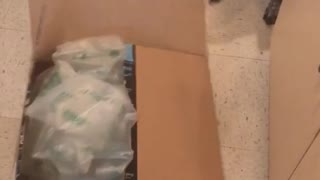Brown dog plays with open cardboard box