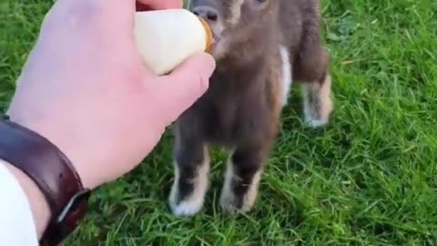 Its time for drinking milk for little Goat