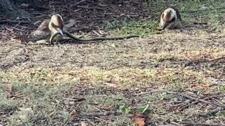 Kookaburras Try to Decide Who Gets the Snake