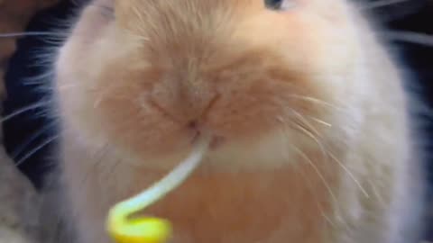 The sound of the little bunny eating bean sprouts is so soothing.