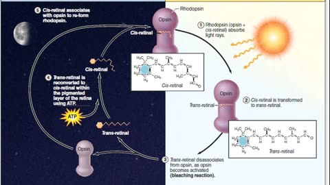 optic physiology explained in detail