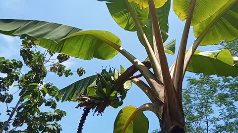 Banana fruit ready for harvest