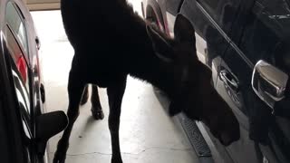 There's a Moose in the Garage