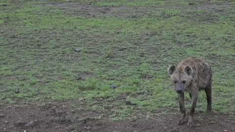 A Rare Close Encounter With a Hyena