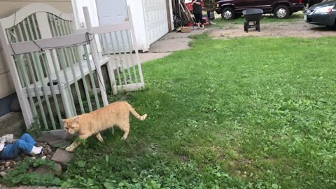 Bird tries to take out my cat