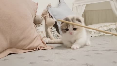 cutes cat video
