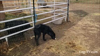 Graham Family Farm: Morning Feeding