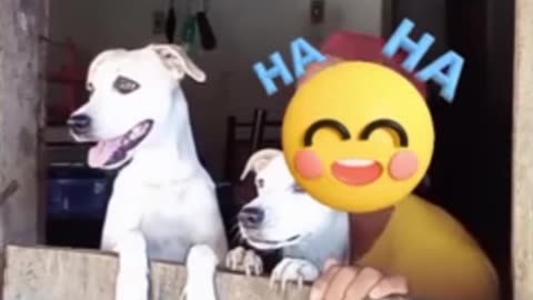 FUNNY 🤣 AND CUTE ANIMALS VIDEOS|| CUTEST CATS 🐈 AND DOGS 🐶