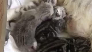 Mama Cat Nurse Other Cats Babies