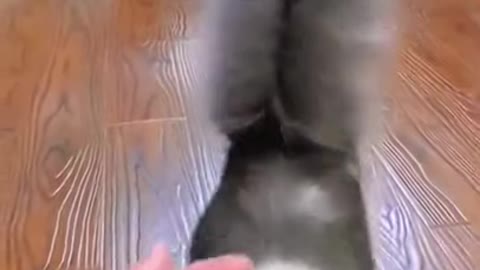 Cutest cat climb on her owner's hand