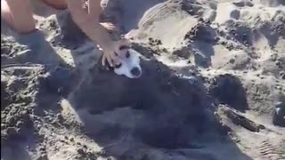Dog Buried Up To Neck Enjoys Healing Power Of Sand