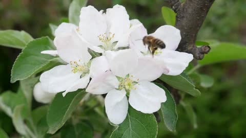 Bee collects nectar on the blossom apple tree flower on green background in spring