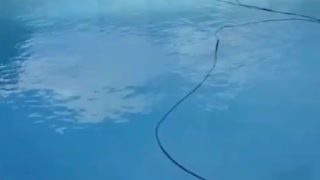 Robot Cleaning Pool Relax Ambience Dolphin Nautilus CC