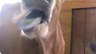 Calf sticks tongue out to girls