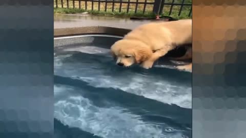 Puppy learn to swim
