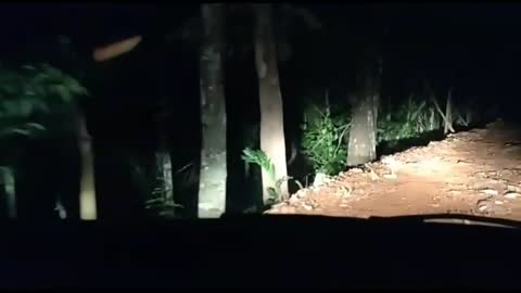 They saw an apparition of a ghost while driving through the forest