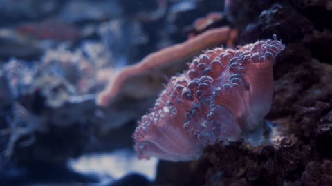 Beautiful Corals