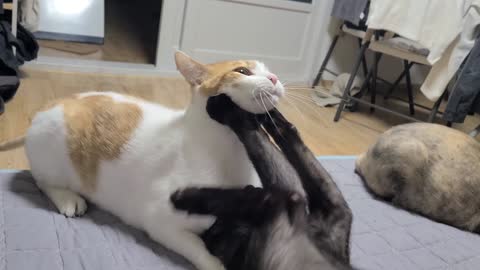 A cat fight that will freeze as soon as you see it.