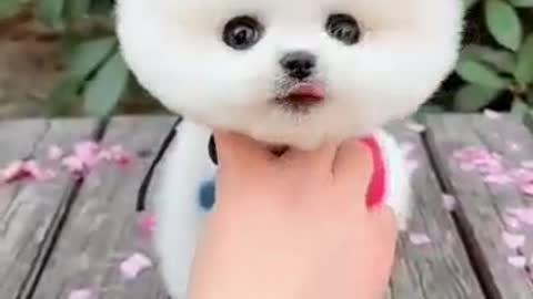 cute teacup dog