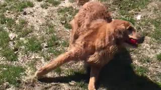 Andy the Golden retriever dog who loves water and loves him ball