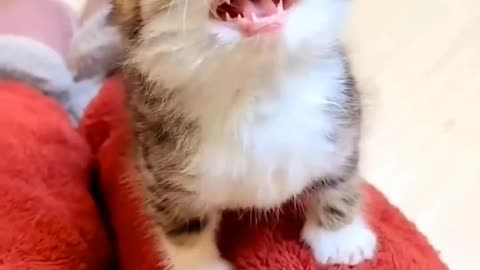 "Hungry Kitten's Adorable Meows"