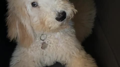 dog’s reaction to my gf singing a Christmas tune with a weird voice