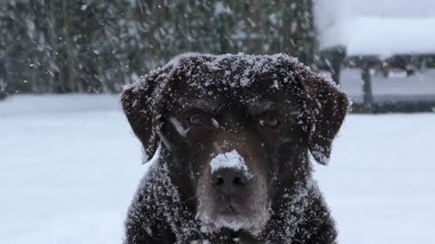 dog in winter