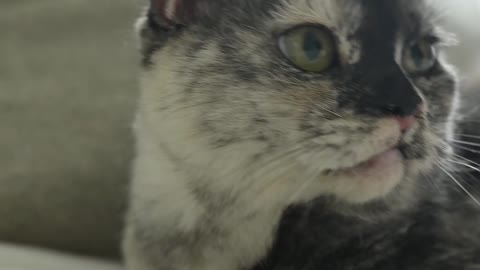 Close-Up View of a Cat Looking Around