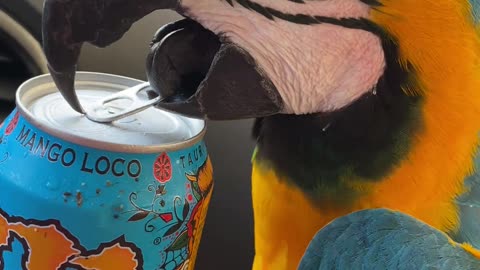 Cool Parrot Opens Can