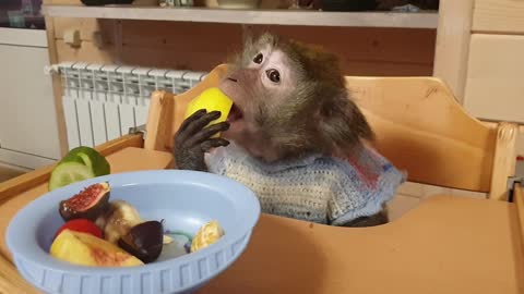 monkey eats fruit