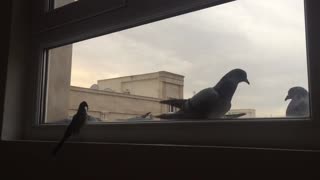 Bird at window watching pigeons