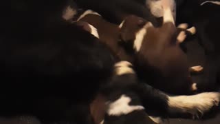 TERRA BYTE feeding puppies